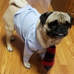 Goodwill Kansas News Article October 2017 Halloween Costume Dog Businessman