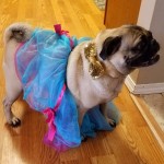 Goodwill Kansas News Article October 2017 Halloween Costume Dog Princess