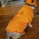 Goodwill Kansas News Article October 2017 Halloween Costume Dog Pumpkin